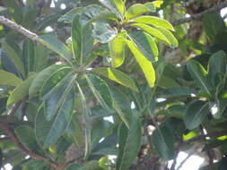 Ficus obtusifolia Kunth的圖片