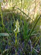 صورة Spiranthes diluvialis Sheviak