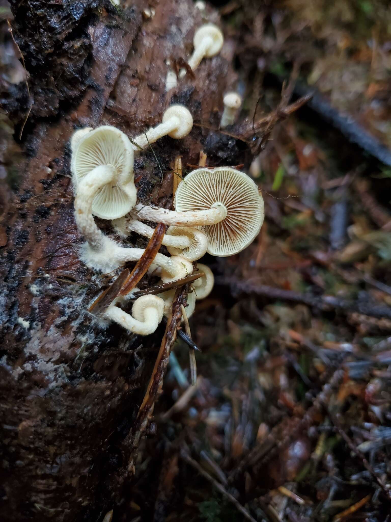 Image of Pholiota lenta (Pers.) Singer 1951