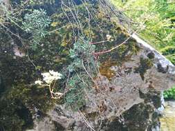 Image of Encrusted Saxifrage