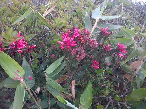 Image of Bejaria ledifolia Bonpland ex Humb. & Bonpl.