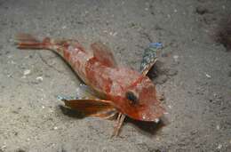 Image of Large scaled gurnard