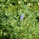 Image of Lupinus cosentinii Guss.