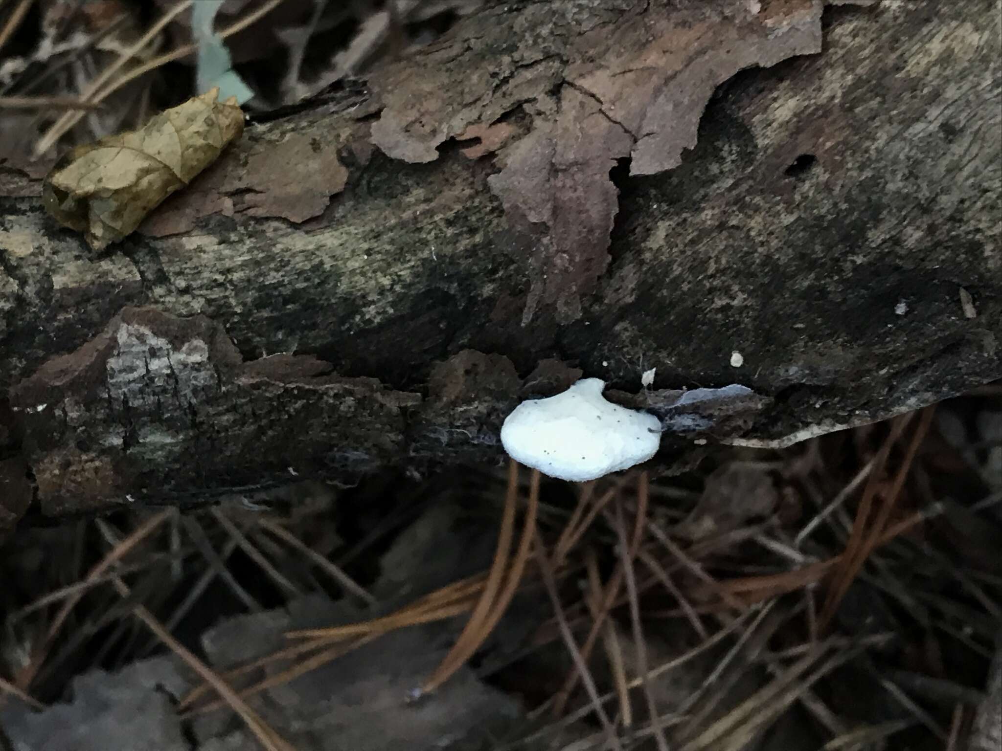 Sivun Cyanosporus populi (Miettinen) B. K. Cui & Shun Liu kuva