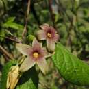 Image of Matelea crenata (Vail) R. E. Woodson