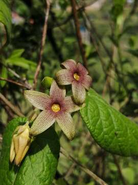 Matelea crenata (Vail) R. E. Woodson的圖片