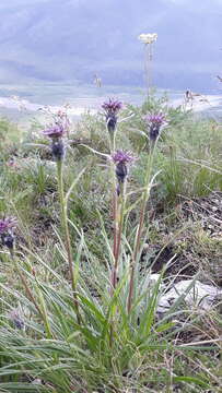 Image of Saussurea schanginiana (Wydl.) Fisch. ex Herd.