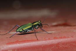 Plancia ëd Cicindela (Calochroa) whithillii (Hope 1838)