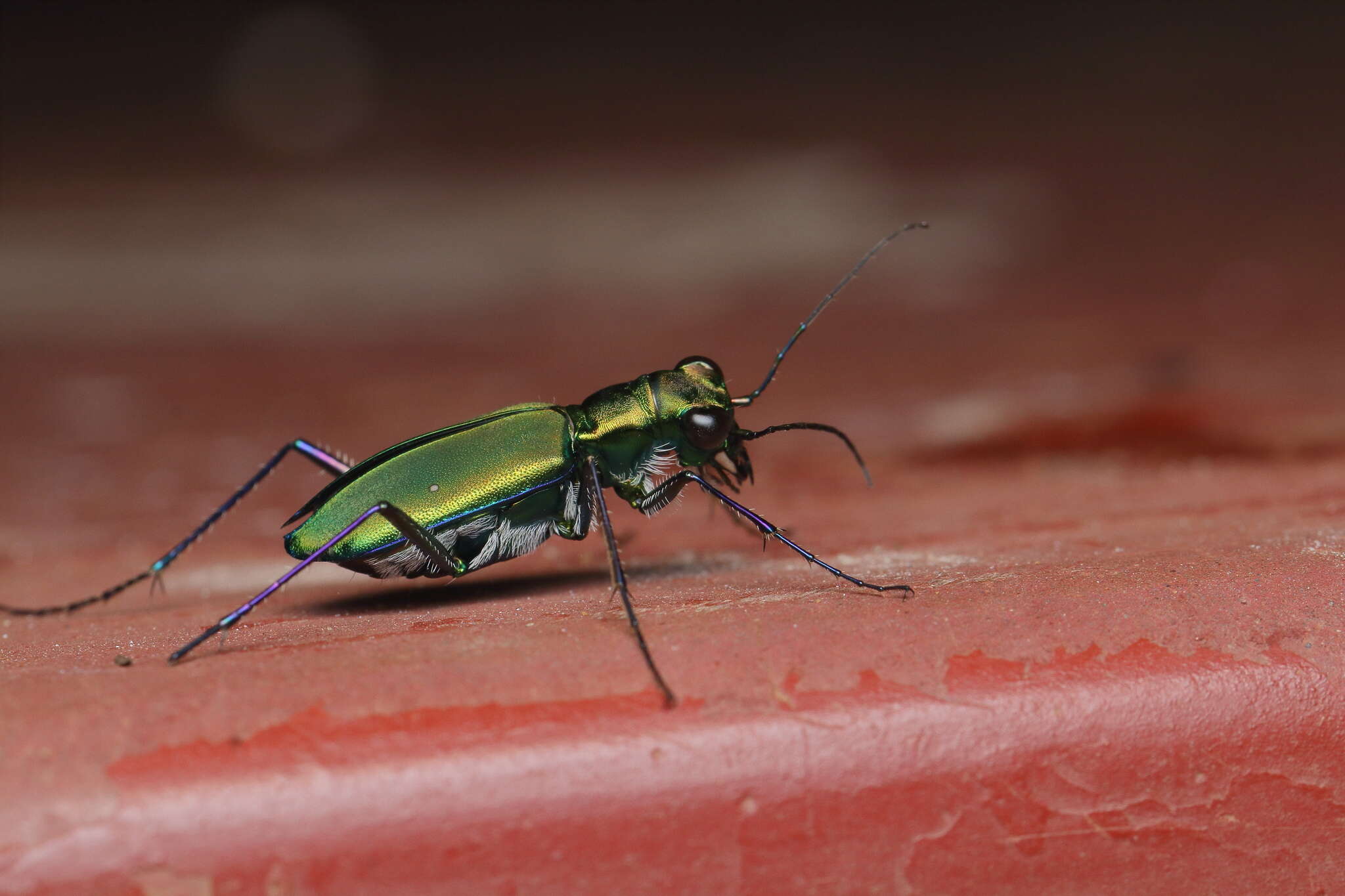 Image of Cicindela (Calochroa) whithillii (Hope 1838)