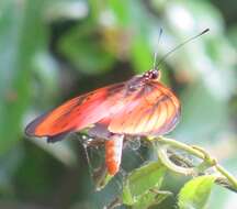 Image de Acraea natalica Boisduval 1847