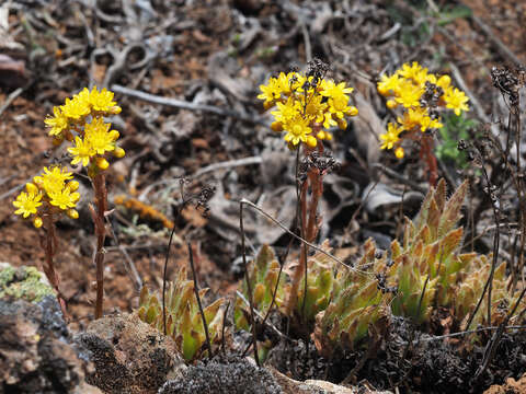 Image of Aeonium simsii (Sweet) W. T. Stearn