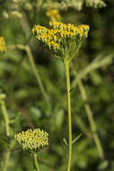 Слика од Achillea ageratum L.