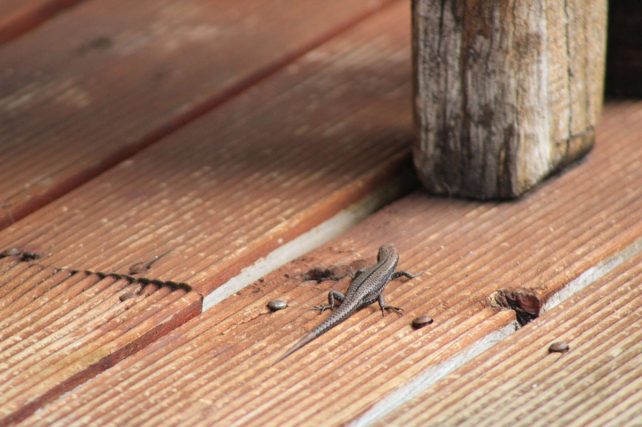 Image of Tasmanian Tree Skink