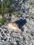 Image of Desert Pocket Mouse