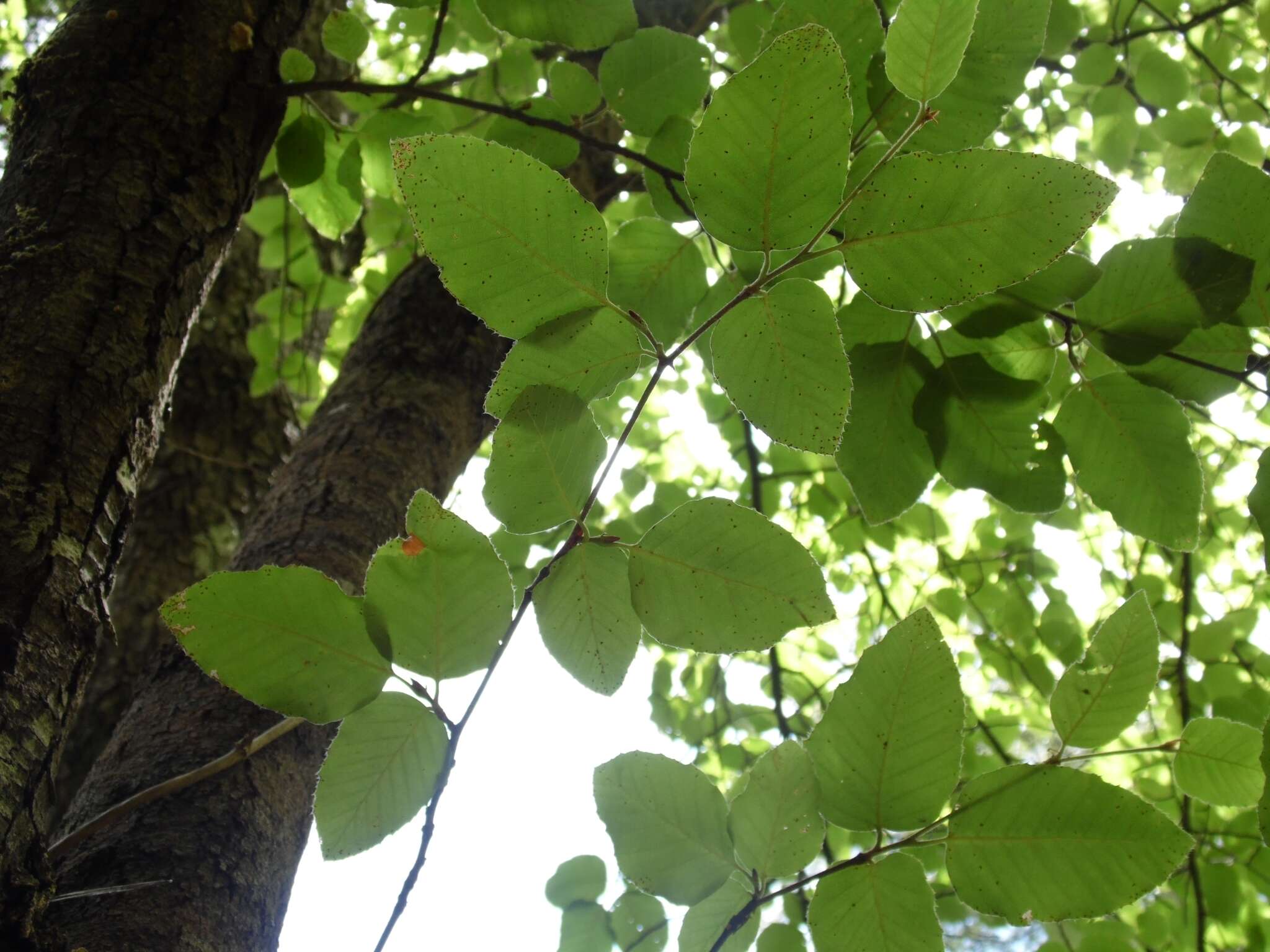 Image of southern beech