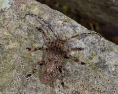 Image of Moechotypa delicatula (White 1858)