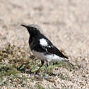 Image of Mountain Wheatear