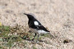 Image of Mountain Wheatear