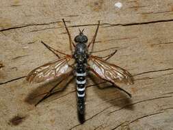 Image of Taenogerella platina Winterton, Irwin & Yeates 1999