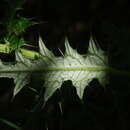 Image of Cirsium suzukii