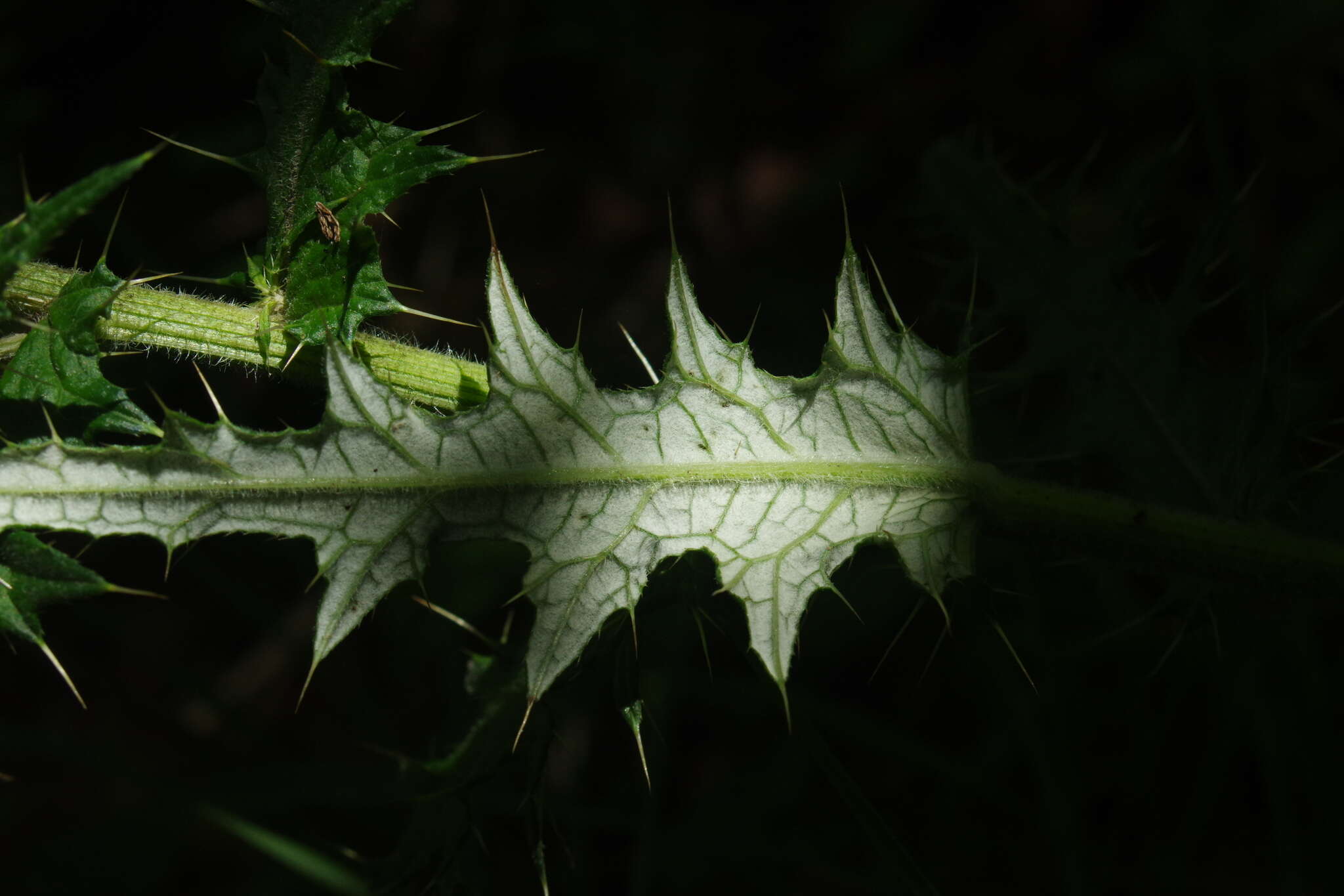 Cirsium suzukii的圖片