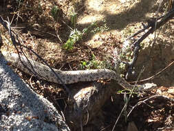 Image of Speckled Rattlesnake