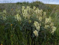 Sivun Astragalus oxyphysus A. Gray kuva