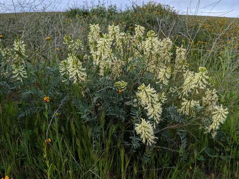 Image de Astragalus oxyphysus A. Gray