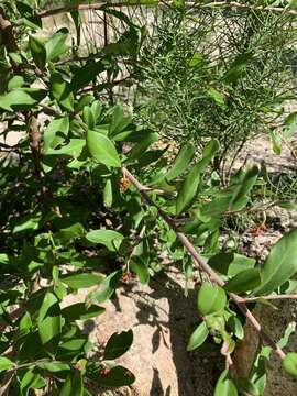 Image of Grevillea parvula W. Molyneux & V. Stajsic