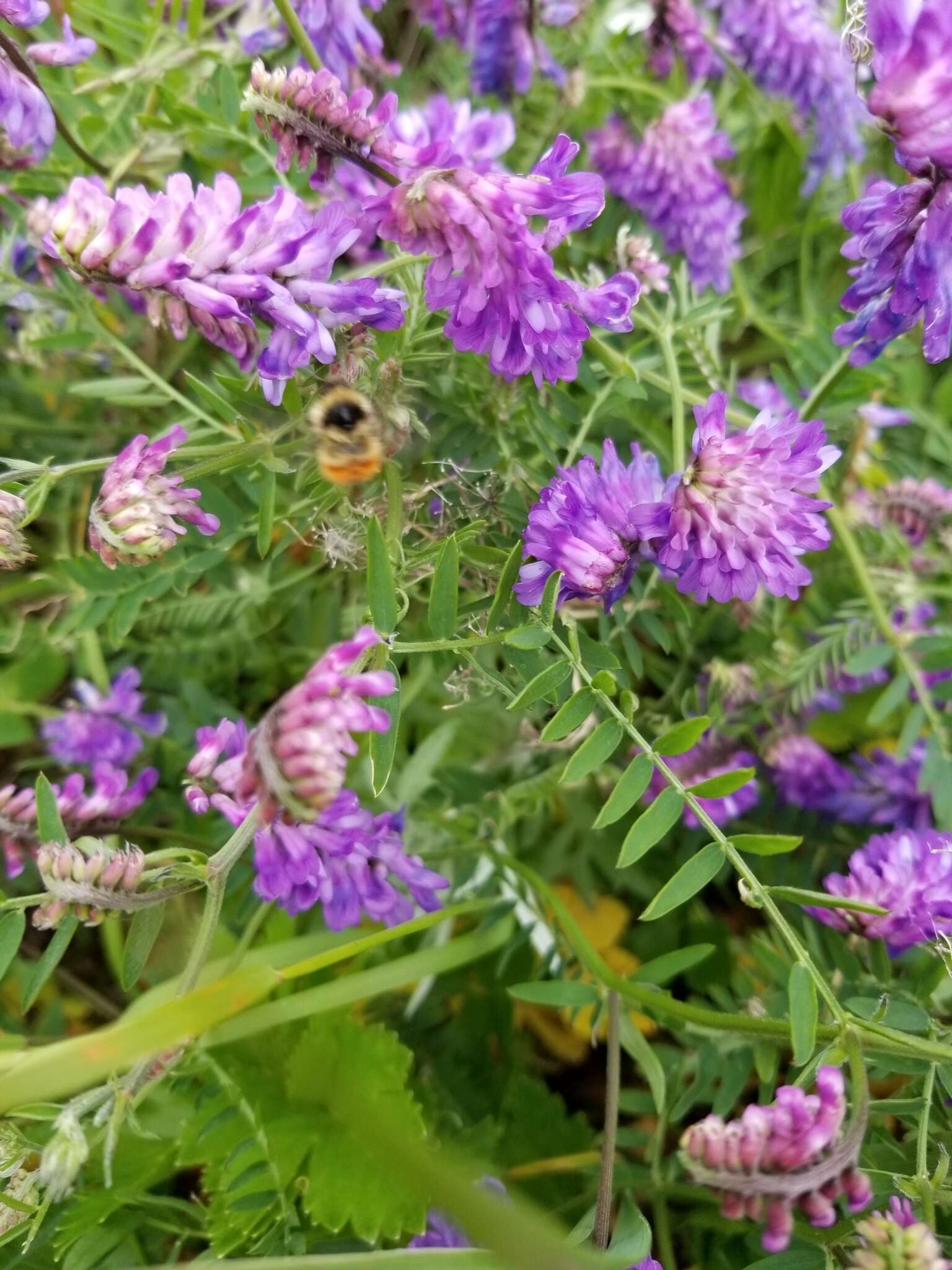 Image of Frigid Bumble Bee