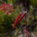 Imagem de <i>Indigofera alopecuroides</i> var. <i>minor</i> E. Mey.