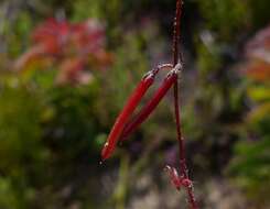 Image of <i>Indigofera alopecuroides</i> var. <i>minor</i> E. Mey.