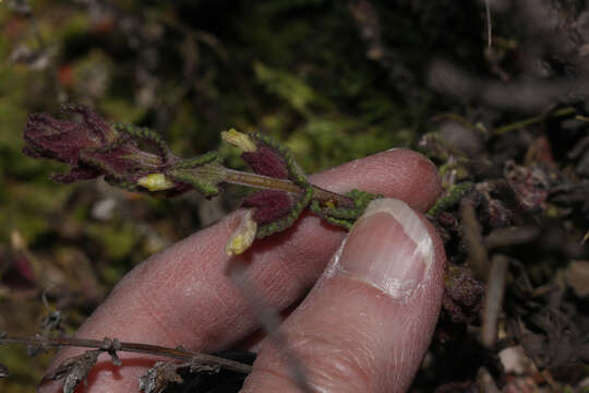 Image of Neobartsia laticrenata (Benth.) Uribe-Convers & Tank