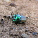 Image of Proagoderus quadrituber (D' Orbigny 1908)