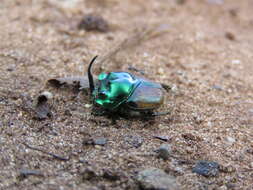 Image of Proagoderus quadrituber (D' Orbigny 1908)