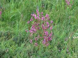 Слика од Pedicularis grandiflora Fisch.