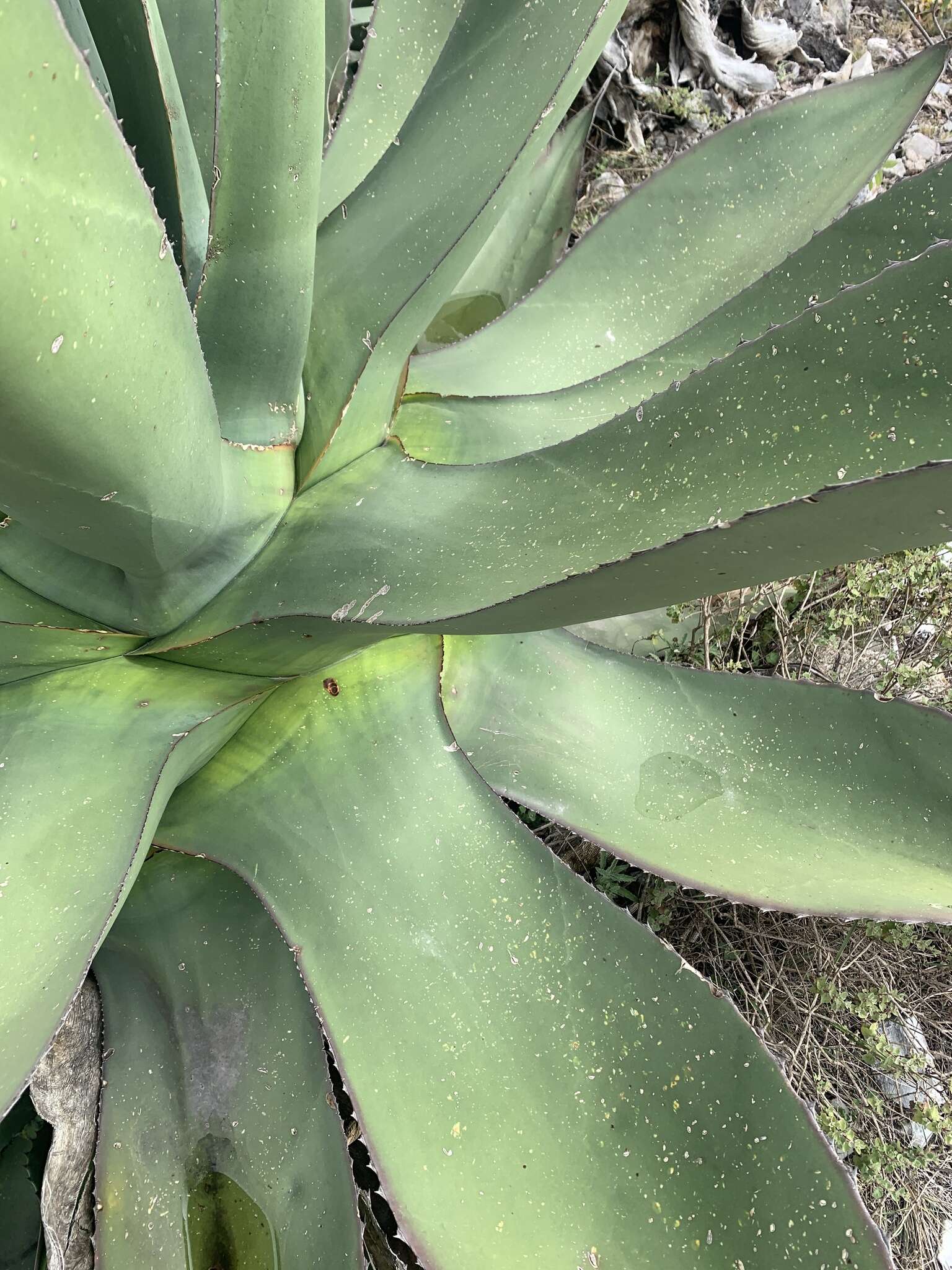 Слика од Agave salmiana subsp. crassispina (Trel.) Gentry