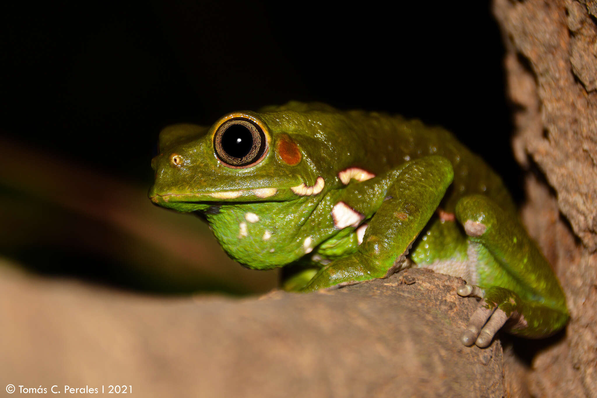 Image of painted-belly leaf frog