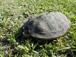 Image of Malaclemys terrapin macrospilota (Hay 1904)