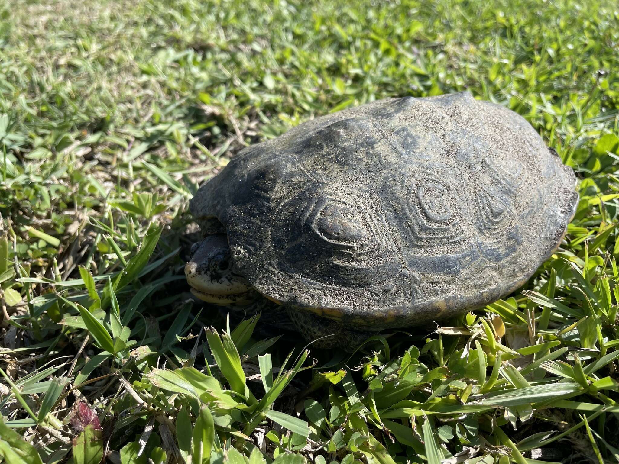 Image of Malaclemys terrapin macrospilota (Hay 1904)