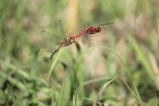 Image of Sympetrum darwinianum (Selys 1883)