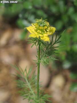 Imagem de Nigella ciliaris DC.