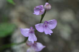 Image of Cynorkis purpurea (Thouars) Kraenzl.