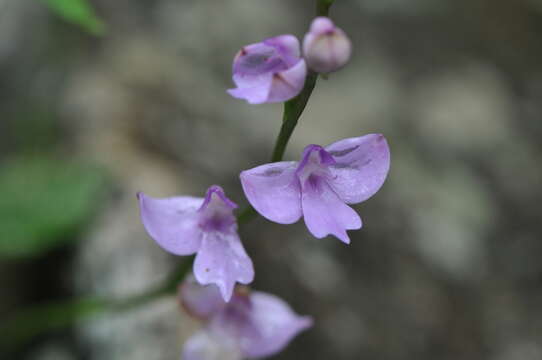 Imagem de Cynorkis purpurea (Thouars) Kraenzl.