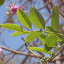 Image of Harpalyce arborescens A. Gray