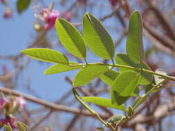 Image of Harpalyce arborescens A. Gray