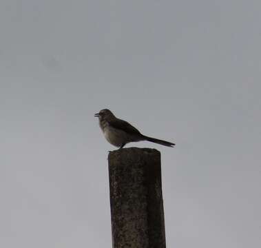 Image of Mimus gilvus tolimensis Ridgway 1904