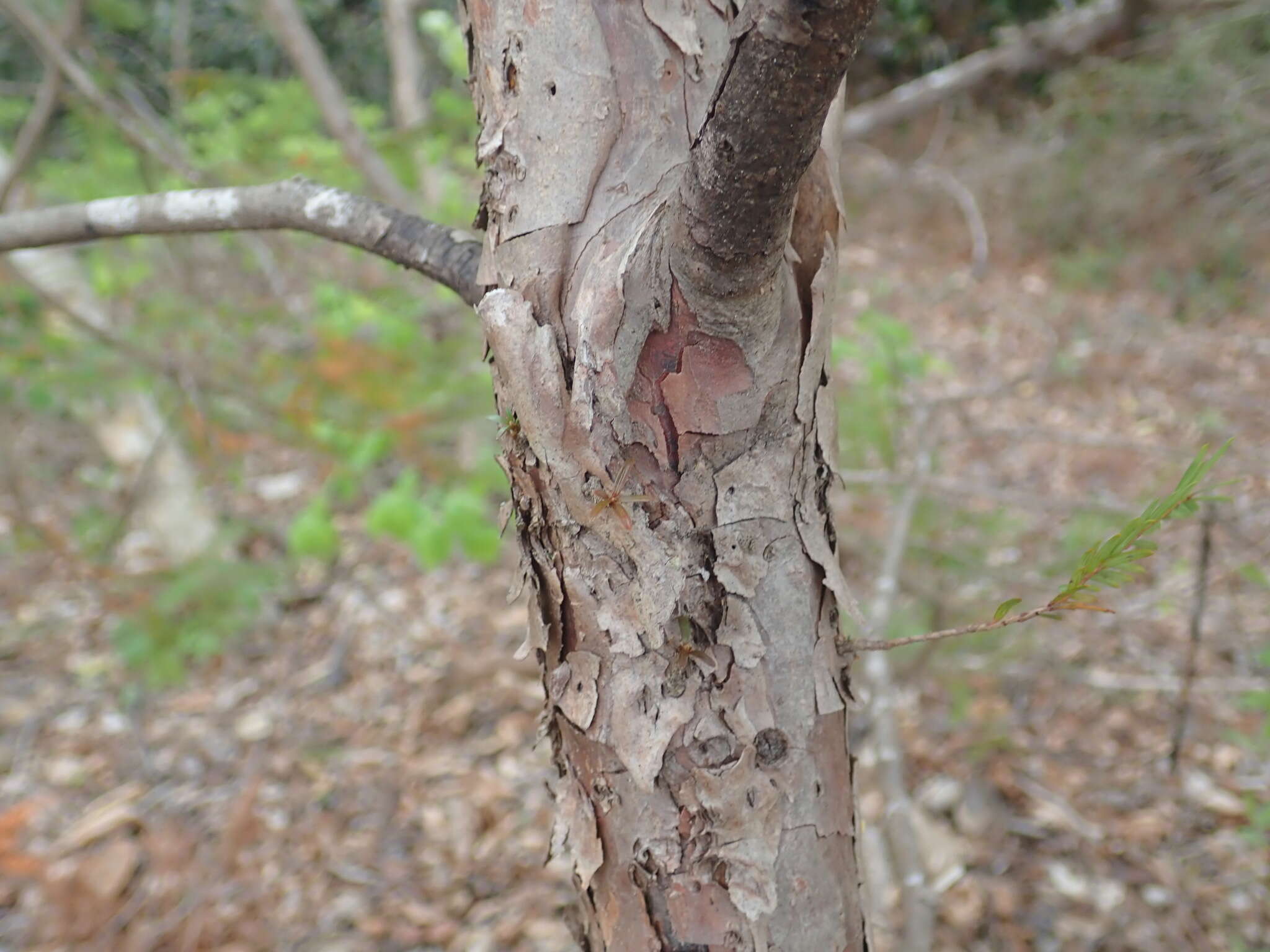 Image of Florida Yew