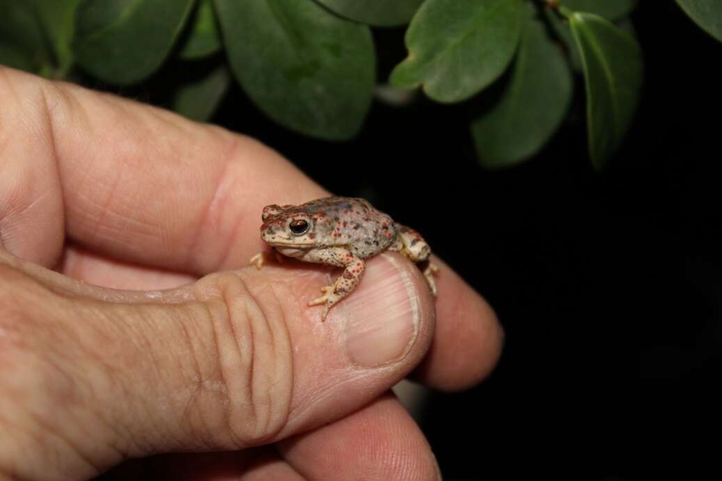 Plancia ëd Anaxyrus punctatus (Baird & Girard 1852)