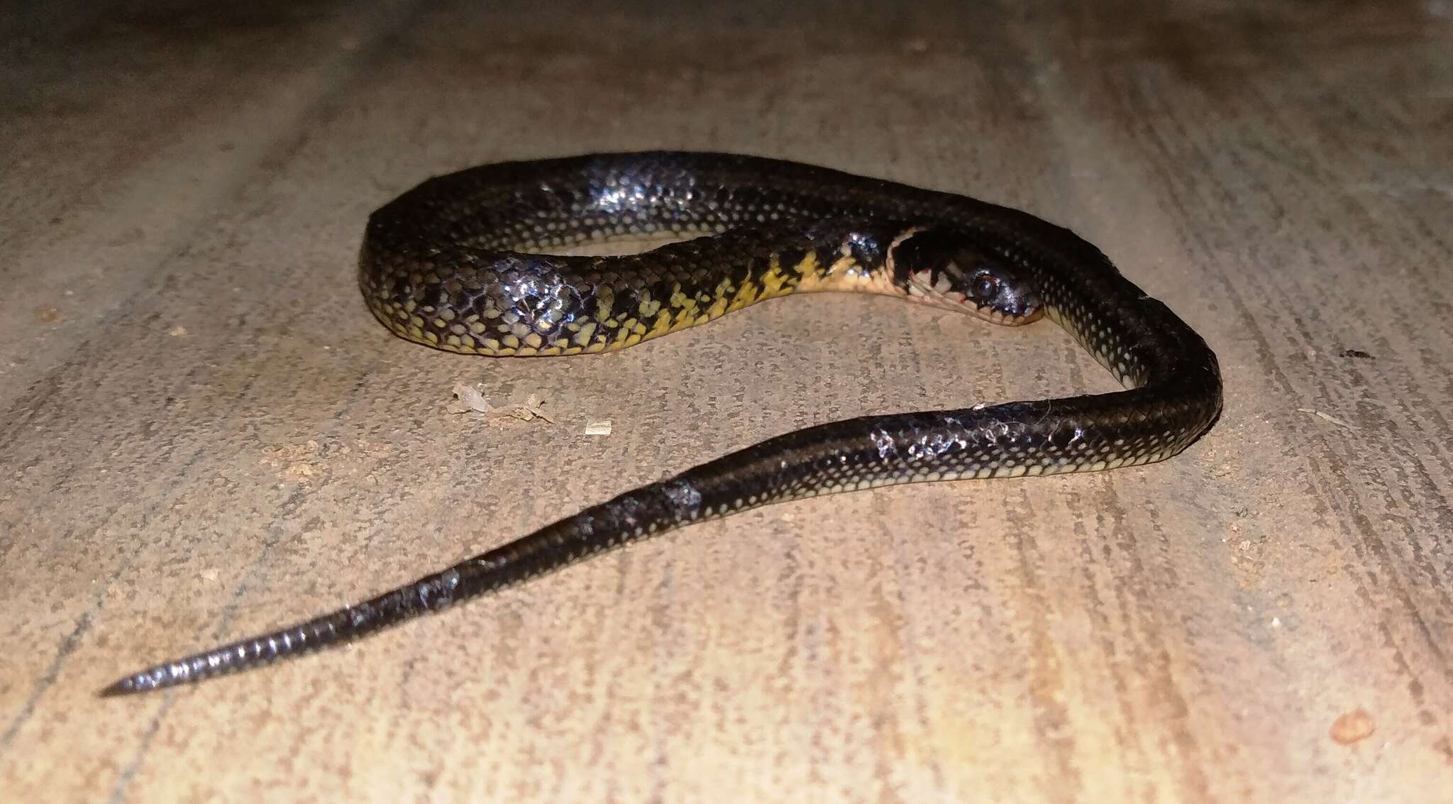 Image of Military ground snake